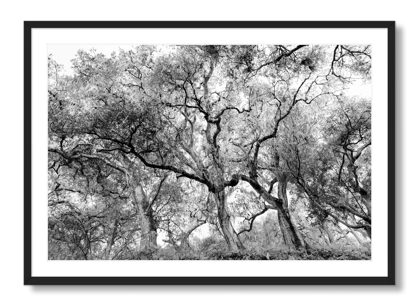 California Oak Trees - Statement / Black / Matted
