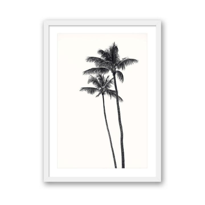 Palm Palms