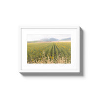 Tuscan Sunflower Symphony - Small / White / Matted