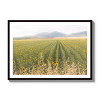Tuscan Sunflower Symphony - Gallery / Black / Matted