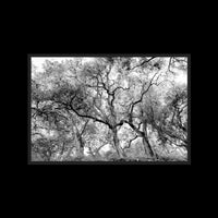 California Oak Trees - Gallery / Black / Full Bleed