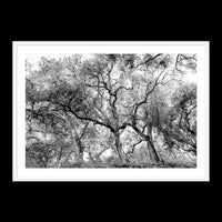 California Oak Trees - Statement / White / Matted