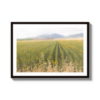 Tuscan Sunflower Symphony - X-Large / Black / Matted
