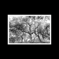 California Oak Trees - X-Large / White / Full Bleed