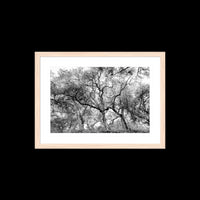 California Oak Trees - Medium / Natural / Matted