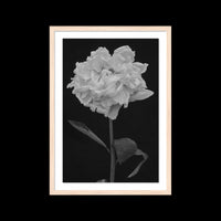 Peony - Large / Natural / Floated