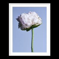 My Favorite Flower - Statement / White / Floated