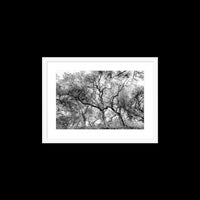 California Oak Trees - Small / White / Matted