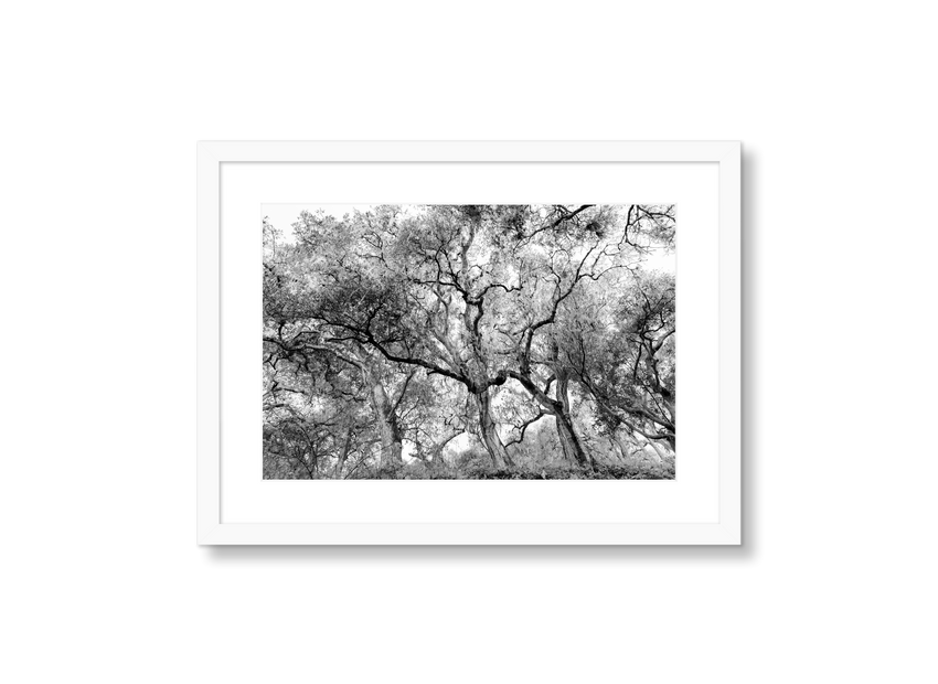 California Oak Trees - Statement / Black / Matted