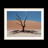 Dead Vlei - Gallery / Natural / Floated