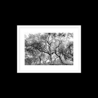 California Oak Trees - Medium / White / Matted