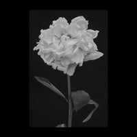 Peony - Small / Rolled (No Frame) / N/A