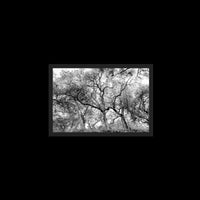 California Oak Trees - Medium / Black / Full Bleed