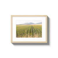 Tuscan Sunflower Symphony - Small / Natural / Matted