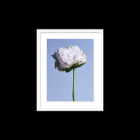 My Favorite Flower - Small / White / Floated