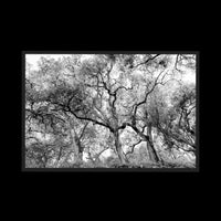 California Oak Trees - Statement / Black / Full Bleed