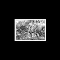 California Oak Trees - Medium / White / Full Bleed