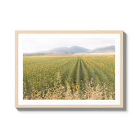 Tuscan Sunflower Symphony - X-Large / Natural / Matted