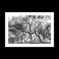 California Oak Trees - Gallery / White / Matted