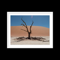 Dead Vlei - Large / White / Floated