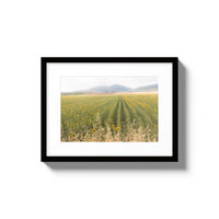 Tuscan Sunflower Symphony - Small / Black / Matted
