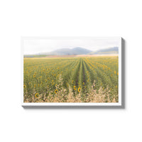Tuscan Sunflower Symphony - X-Large / White / Full Bleed