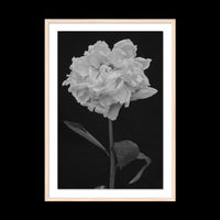 Peony - Gallery / Natural / Floated
