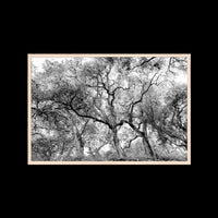 California Oak Trees - Gallery / Natural / Full Bleed