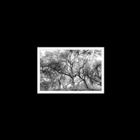 California Oak Trees - Small / White / Full Bleed