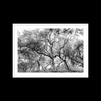 California Oak Trees - Large / White / Matted