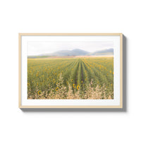 Tuscan Sunflower Symphony - Large / Natural / Matted