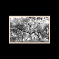 California Oak Trees - Large / Natural / Full Bleed