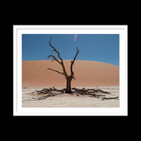 Dead Vlei - X-Large / White / Floated