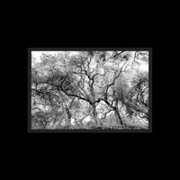 California Oak Trees - Large / Black / Full Bleed