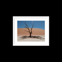 Dead Vlei - Small / White / Floated