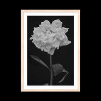 Peony - X-Large / Natural / Floated