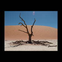 Dead Vlei - Gallery / Rolled (No Frame) / N/A