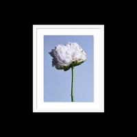 My Favorite Flower - Medium / White / Floated
