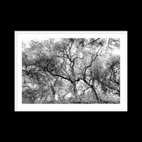 California Oak Trees - X-Large / White / Matted