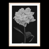 Peony - Statement / Natural / Floated