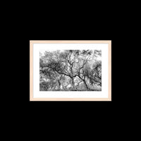 California Oak Trees - Small / Natural / Matted