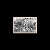 California Oak Trees - Small / Natural / Full Bleed