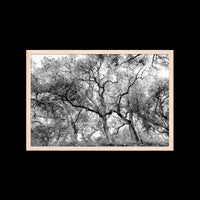 California Oak Trees - X-Large / Natural / Full Bleed