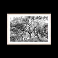 California Oak Trees - Large / Natural / Matted