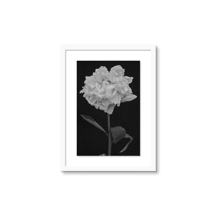 Peony - Small / White / Floated