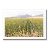Tuscan Sunflower Symphony - Statement / White / Matted