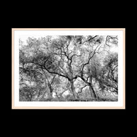 California Oak Trees - Gallery / Natural / Matted
