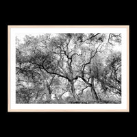 California Oak Trees - Statement / Natural / Matted