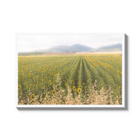 Tuscan Sunflower Symphony - Gallery / White / Full Bleed