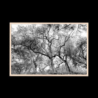 California Oak Trees - Statement / Natural / Full Bleed